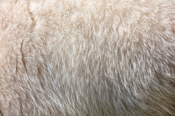 Wool of a white goat as an abstract background
