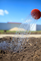 watering from a watering can of beds in the garden