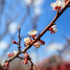 Flowers blossom on a tree apricot in the spring