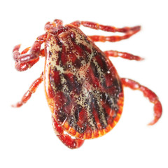 Encephalitis tick isolated on white background