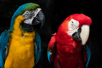 Two colorful tropical parrots isolated