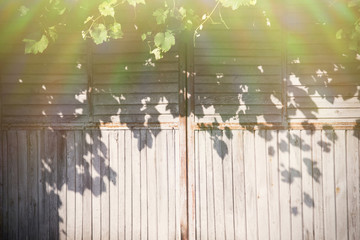 background of old wooden gate under leaves of grapes in summer