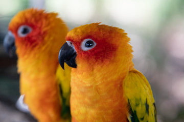 A small female parrot and her companion in the background. Yellow and red feathers
