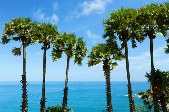 Row of Palm trees in tropical island with clear blue sky scenery background.