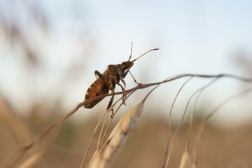 cute beetle close-up on a blade of grass