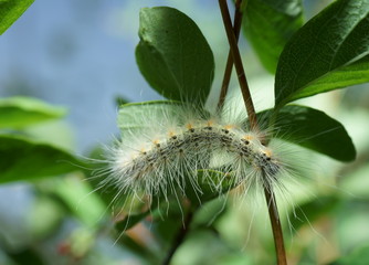 furry caterpillar on a branch of a tree with green leaves