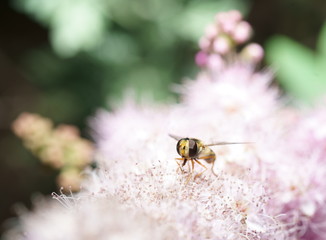 cute bee sits on a pink floral background macro