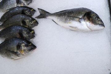 Image of a Dorado lying on the ice in a supermarket.