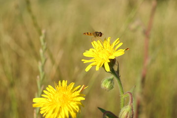 the bee flies to the yellow meadow flower