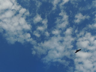 коршун в небе