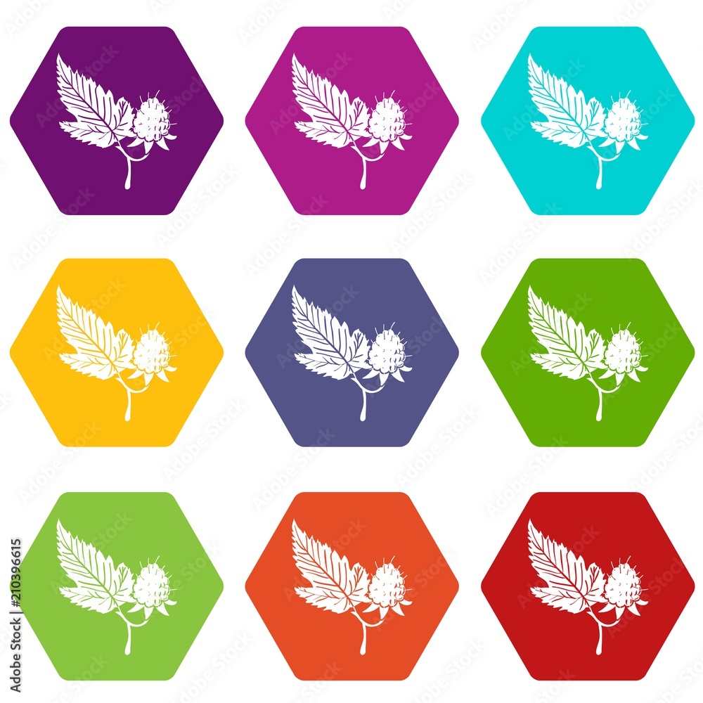 Poster raspberry icons 9 set coloful isolated on white for web