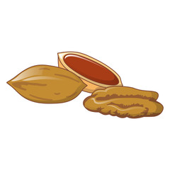 Pecans icon. Cartoon of pecans vector icon for web design isolated on white background
