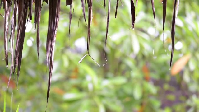Rain drops from the thatching roof in morning and green nature background.Close-up footage in rain season.