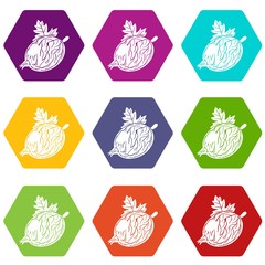 Gooseberry icons 9 set coloful isolated on white for web