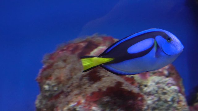 Paracanthurus hepatus tropical fish swims in aquarium