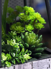 variety of potted plant for sale love gardening as hobby, green leaves, small plant, interesting pot