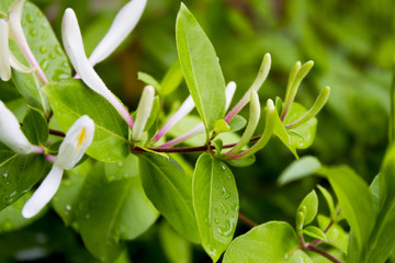 Wild Flowers In Bloom Early Spring 