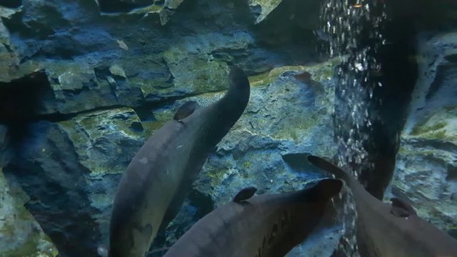 Fish : Clown featherback (Chitala ornata)