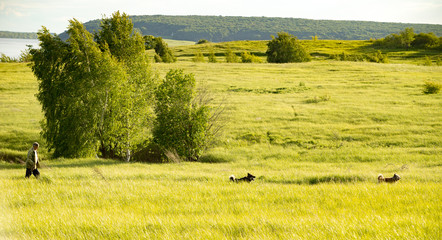  dogs and man friendship. happy hale old age male in outdoor.