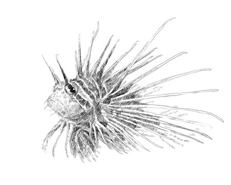 lionfish sketch, black and white, detailed clip art preview