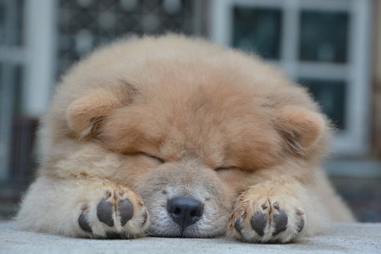 Sleeping chowchow puppy