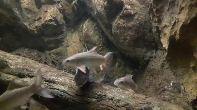 Fish : Mahseer barb (Neolissochilus stracheyi)