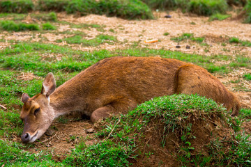 Deer in the forest, Jawa, Indonesia