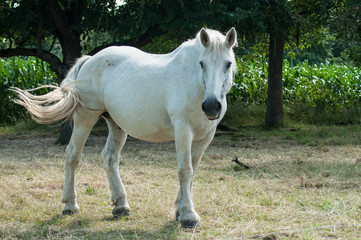 portrait of white horse in a meadow