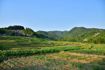 Fototapeta na wymiar Terraced paddy field in Japan 