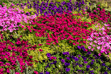 Colorful flowers on a garden. 