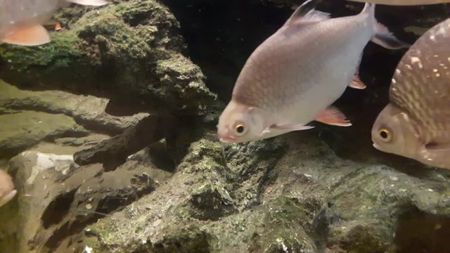 Fish : Tinfoil barb (Barbonymus schwanenfeldii)