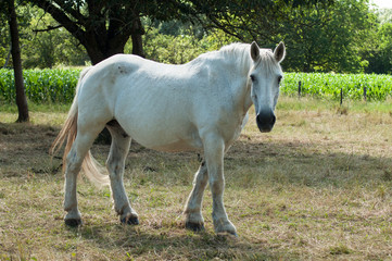 Obraz na płótnie Canvas portrait of white horse in a meadow