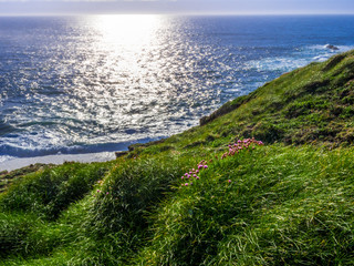 The grasslands at the Cliffs of Kilkee in Ireland
