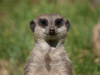Suricate