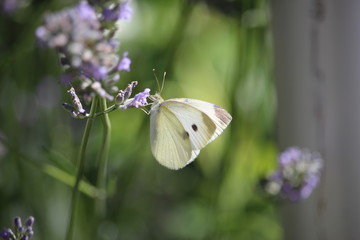 Farfalla cavolaia su fiore di lavanda