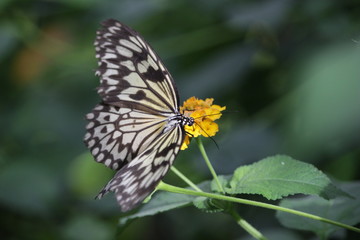Farfalla su fiore giallo