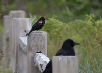 blackbird and crow on posts at Iona Beach