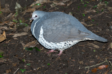 Fat pigeon