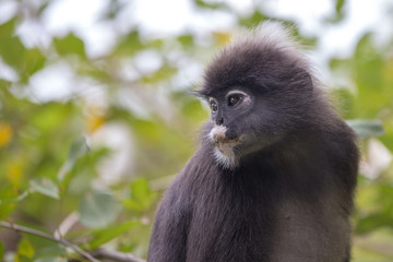 Dusky leaf monkey, spectacled leaf monkey, langur is sitting among leaves in a tree in the wild. Location: Perhentian island, Malaysia.