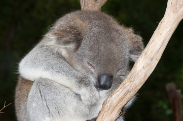 Close up sleepy Koala