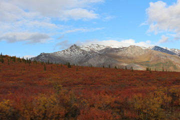 Denali Nationalpark im Herbst