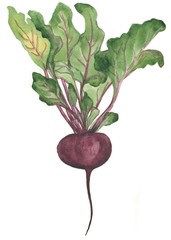 beets, watercolor painting - 210401034