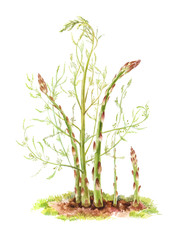 Stems of asparagus on a white background. Botanical watercolor illustration