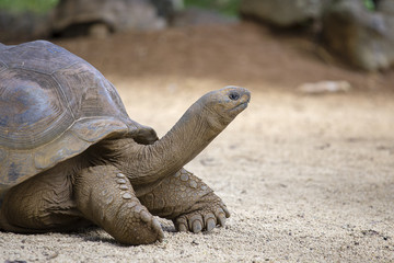 Giant turtles, dipsochelys gigantea in island Mauritius , Close up
