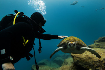 Young diver adept touching the big turtle.