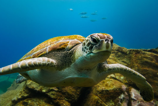 Big turtle portrait in blue ocean water with small fishes in background.