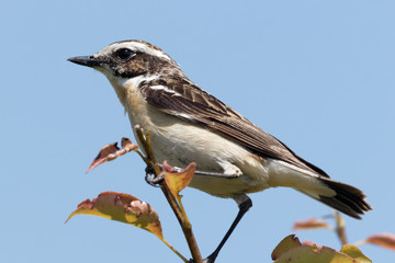 A Whinchat sitting on a reed. A whinchat is sitting on his vantage-point.