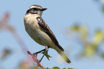 Naklejka premium A Whinchat sitting on a reed. A whinchat is sitting on his vantage-point.