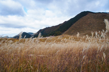 曽爾高原のススキ野（奈良県、日本）