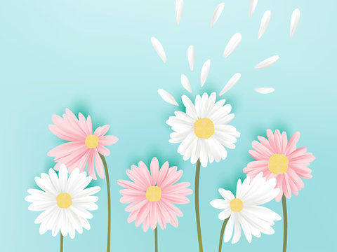 Minimalist pastel white and pink daisy flowers with flying petals on blue background